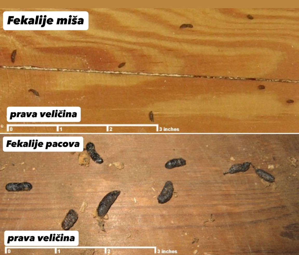 Poređenje fekalija miša i pacova — identifikacija