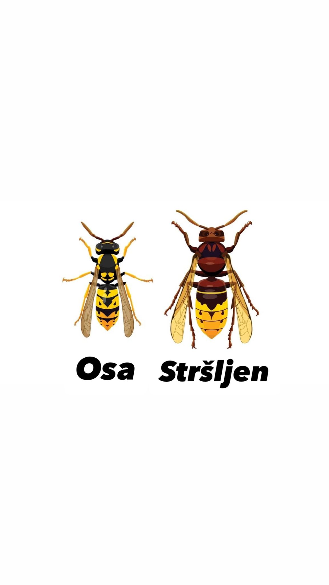 Razlika između ose i stršljena